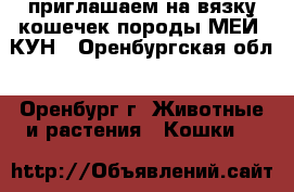 приглашаем на вязку кошечек породы МЕЙ  КУН - Оренбургская обл., Оренбург г. Животные и растения » Кошки   